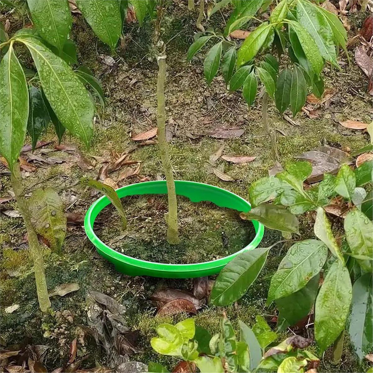 Big Discount 4 Plant Guard Rin - огляд і ціна Gardening Tools Big
